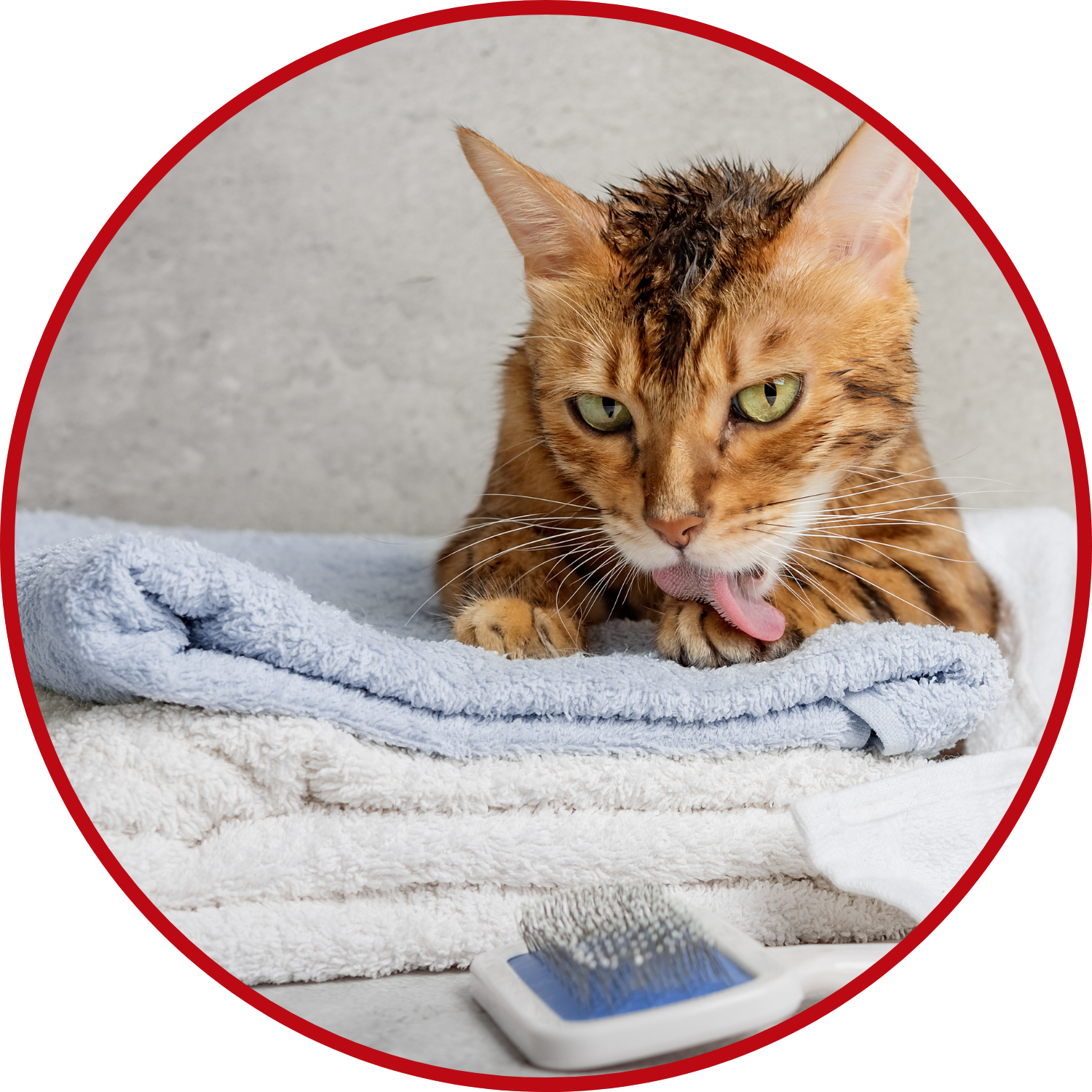 Pet Essentials